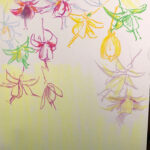 colorful dry pastel line drawing of fuchsia blooms